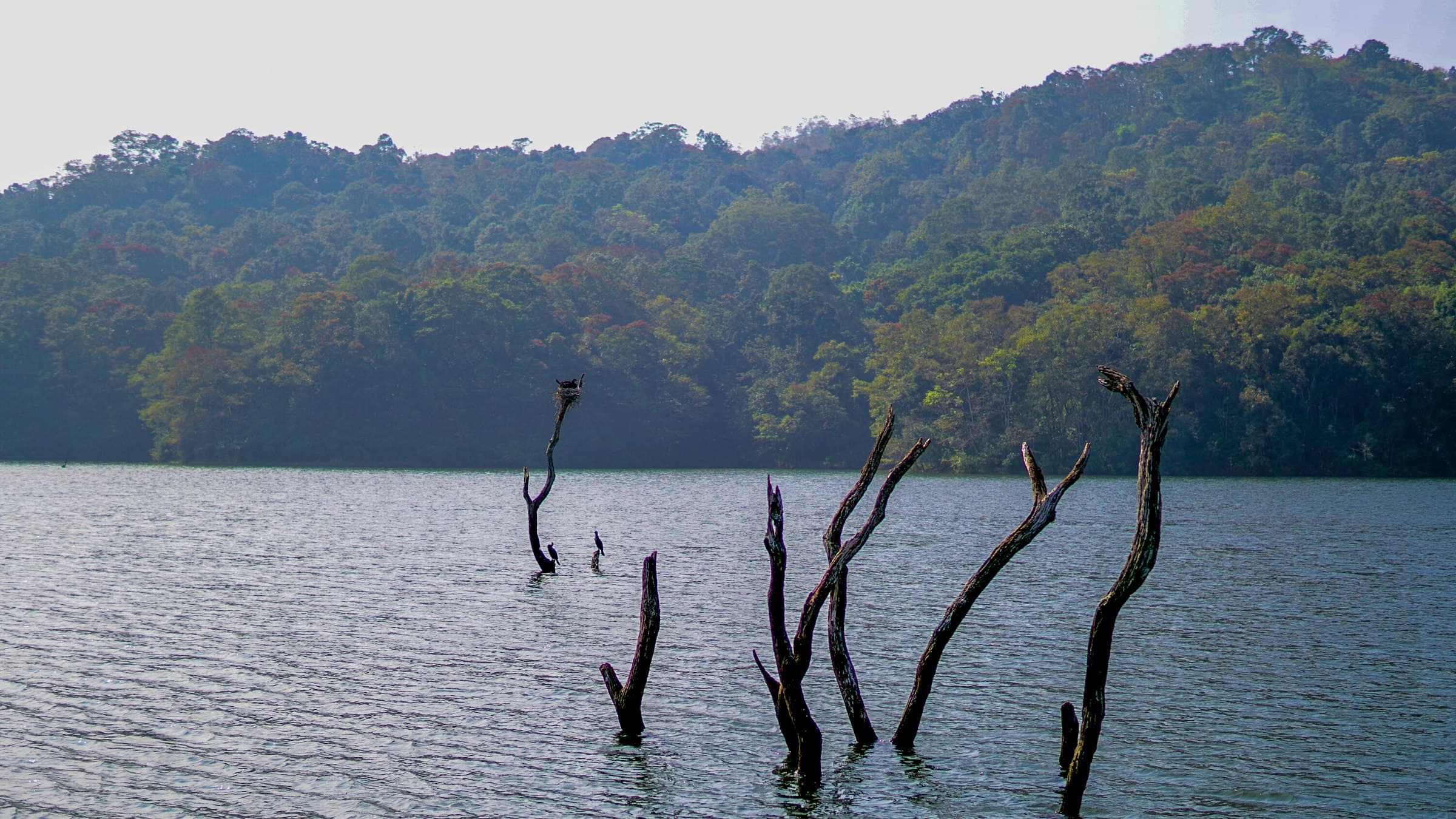 Periyar Lake in the Thekkady tiger reserve