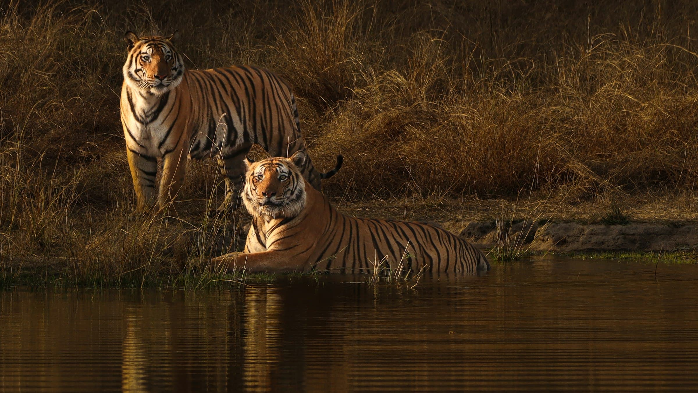Wild Bengal tigers beside water in Bandhavgarh National Park