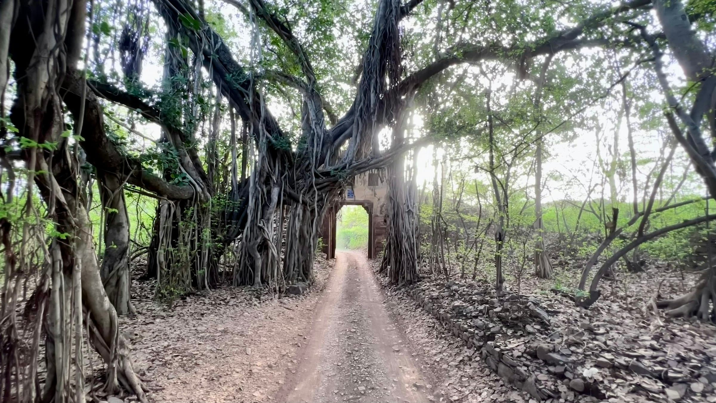 A forest track running through the dry deciduous woodland of Ranthambore National Park