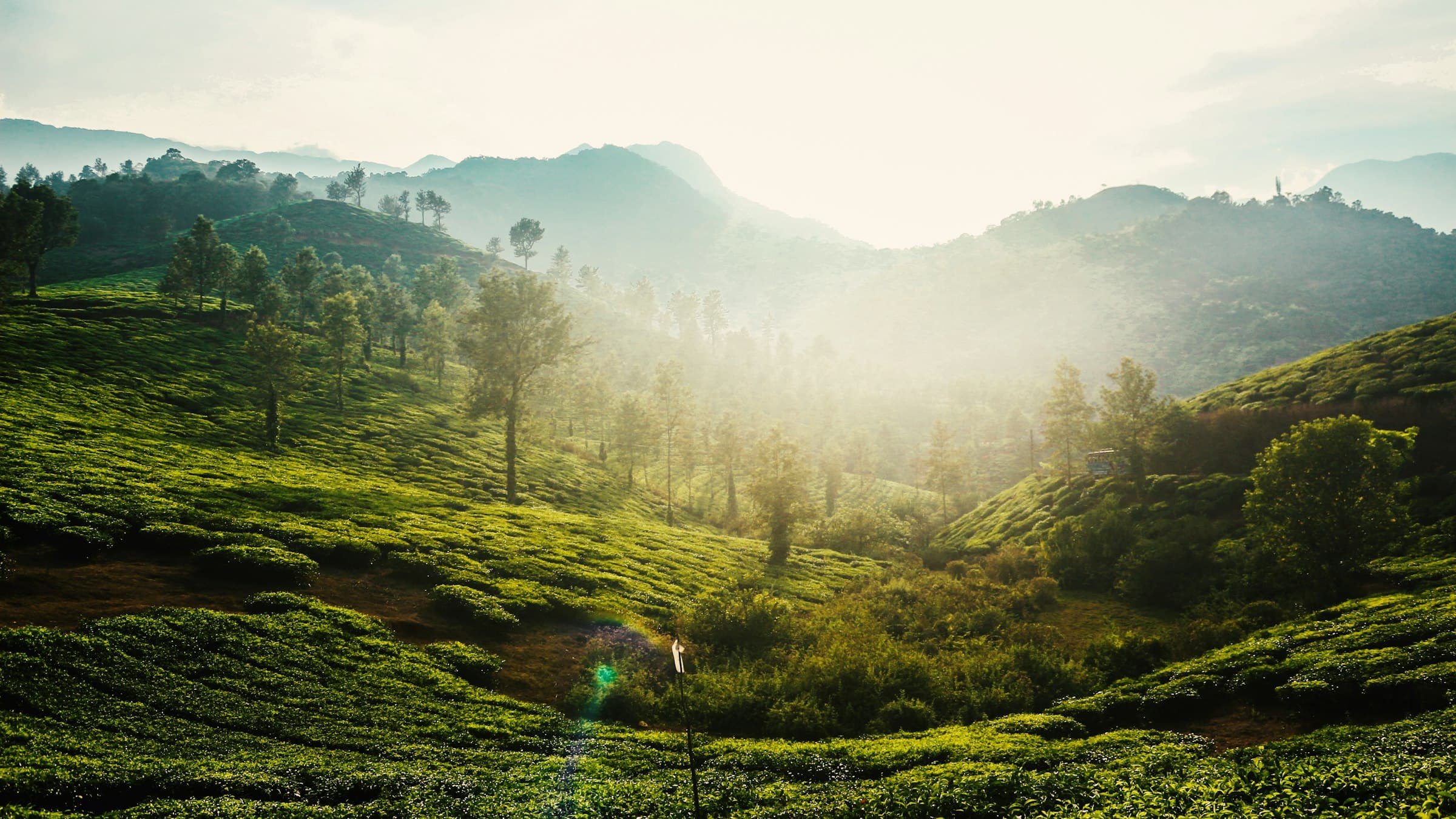 A forested green hillside in the Western Ghats at Wayanad