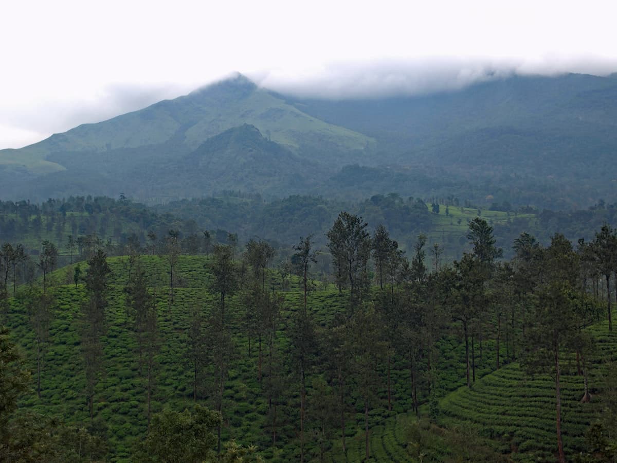 A forested peak rising above the ridgelines of the Western Ghats
