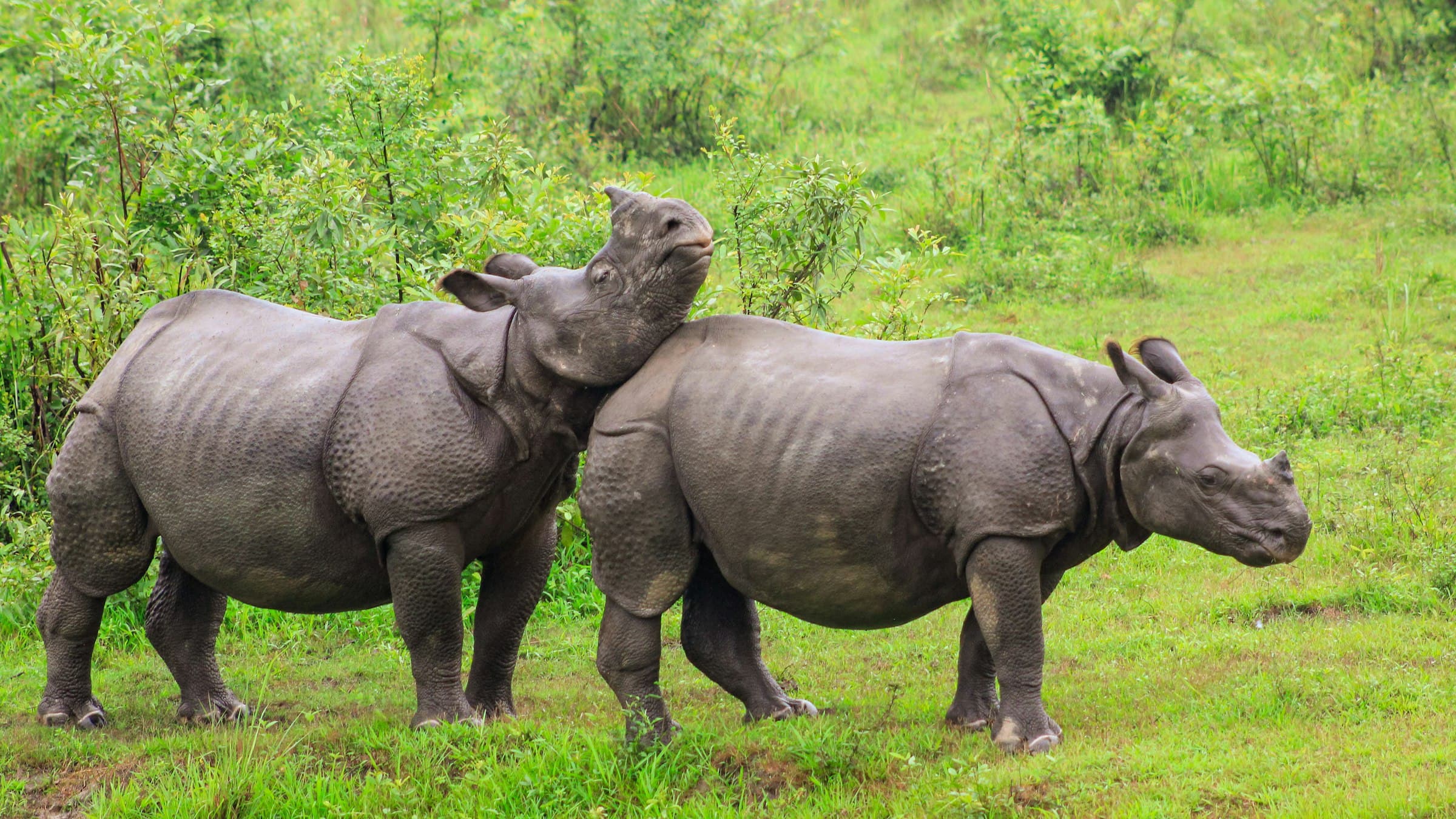 A pair of Indian one-horned rhinoceros grazing in the tall grassland of Kaziranga National Park, Assam.