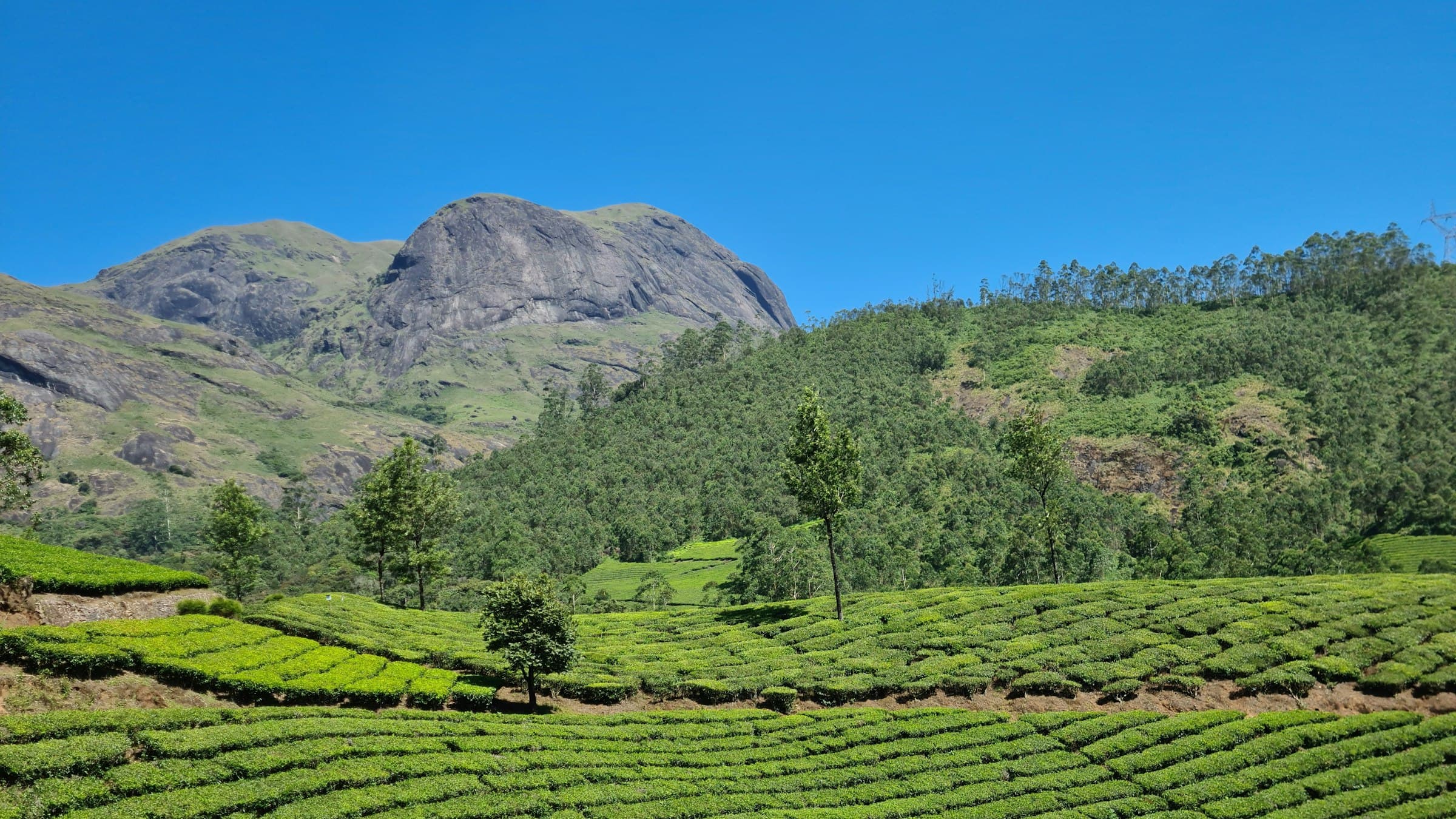 Tea plantations across the hills of Munnar at sunrise