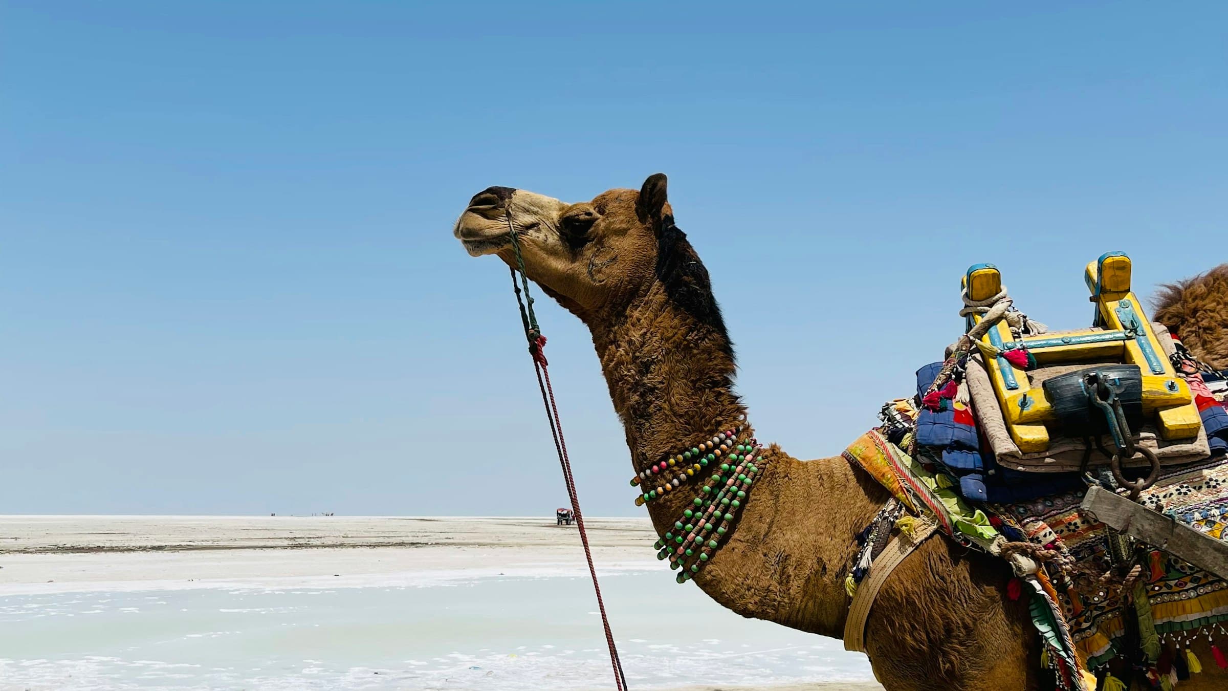 Camel crossing the white salt desert of the Rann of Kutch near Bhuj