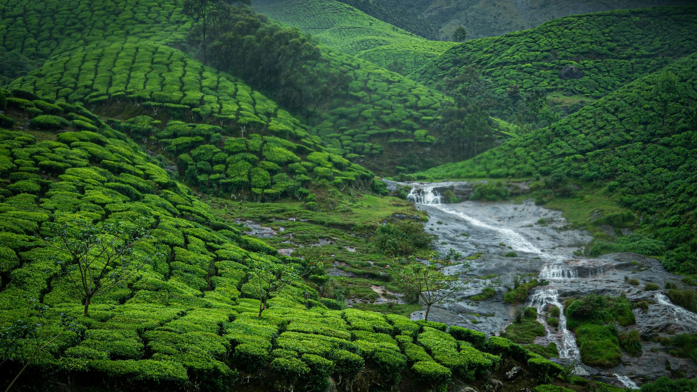 A green hillside in the high ranges with a stream running down through it