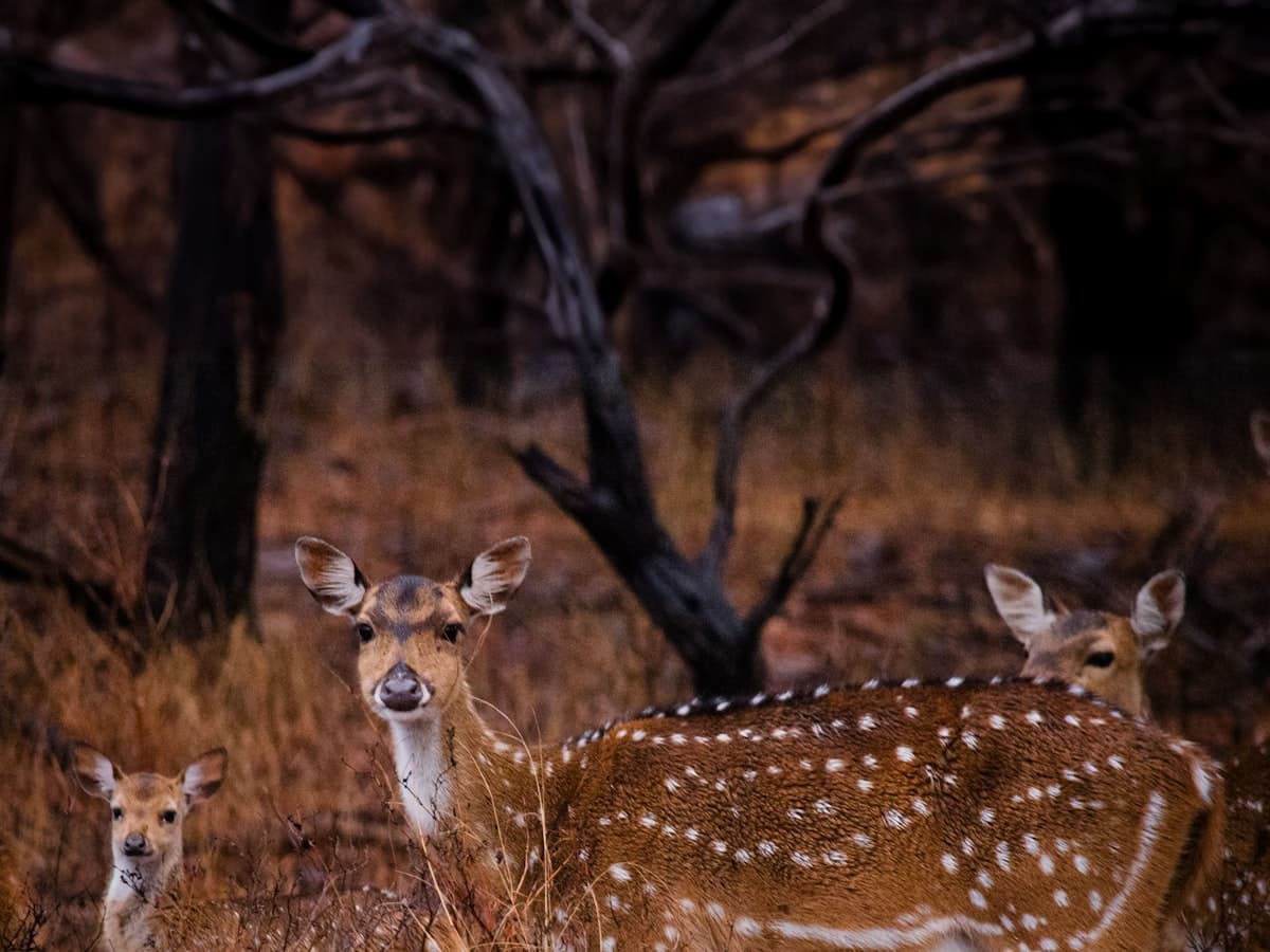 A spotted deer resting in the dry grassland of Ranthambore National Park