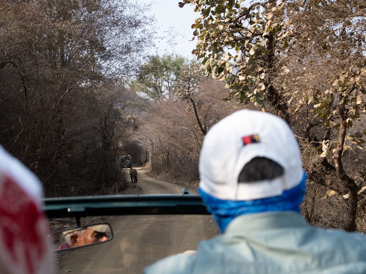 An open safari vehicle carrying visitors on a forest track in Ranthambore, with a tiger nearby