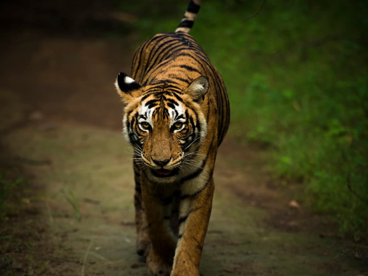 A wild Bengal tiger walking a forest track in Ranthambore National Park