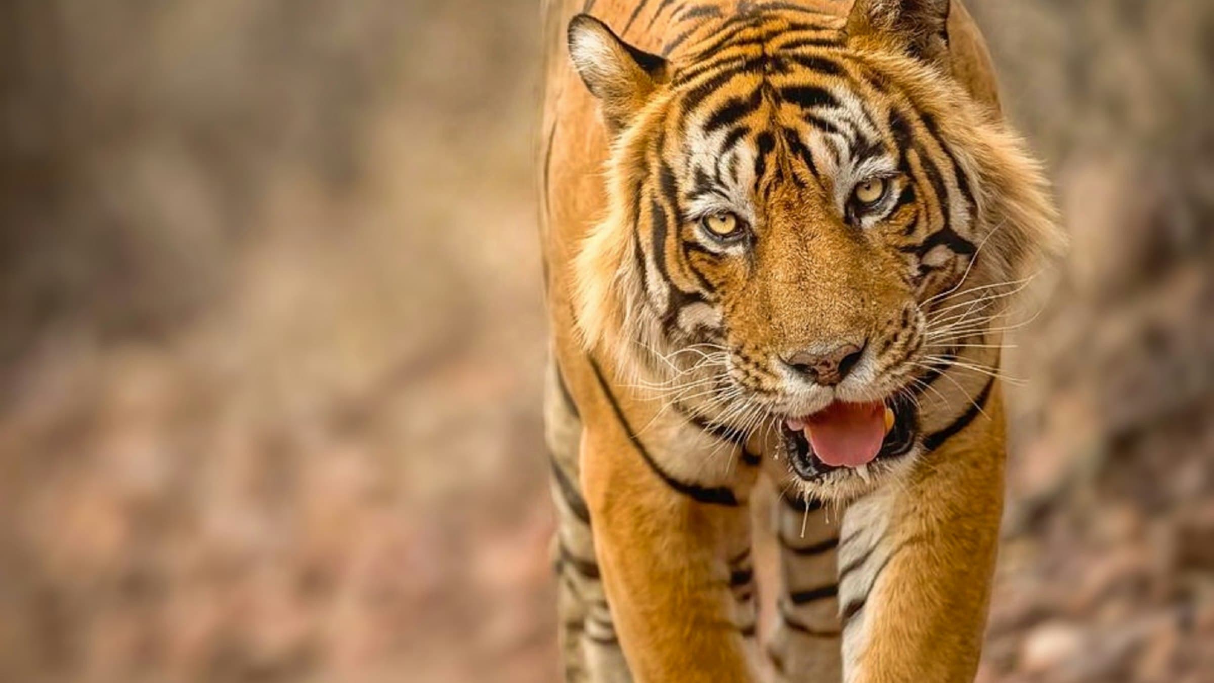 A wild Bengal tiger walking a forest track in Ranthambore National Park