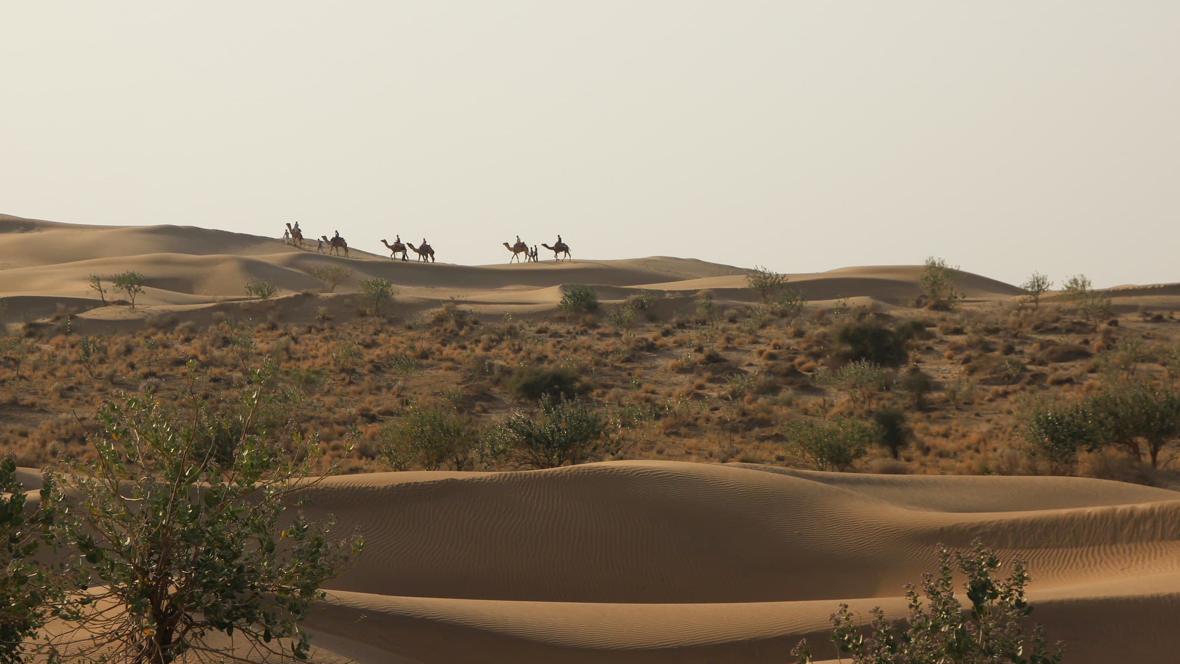 A camel caravan crossing the dunes of the Thar Desert near Jaisalmer