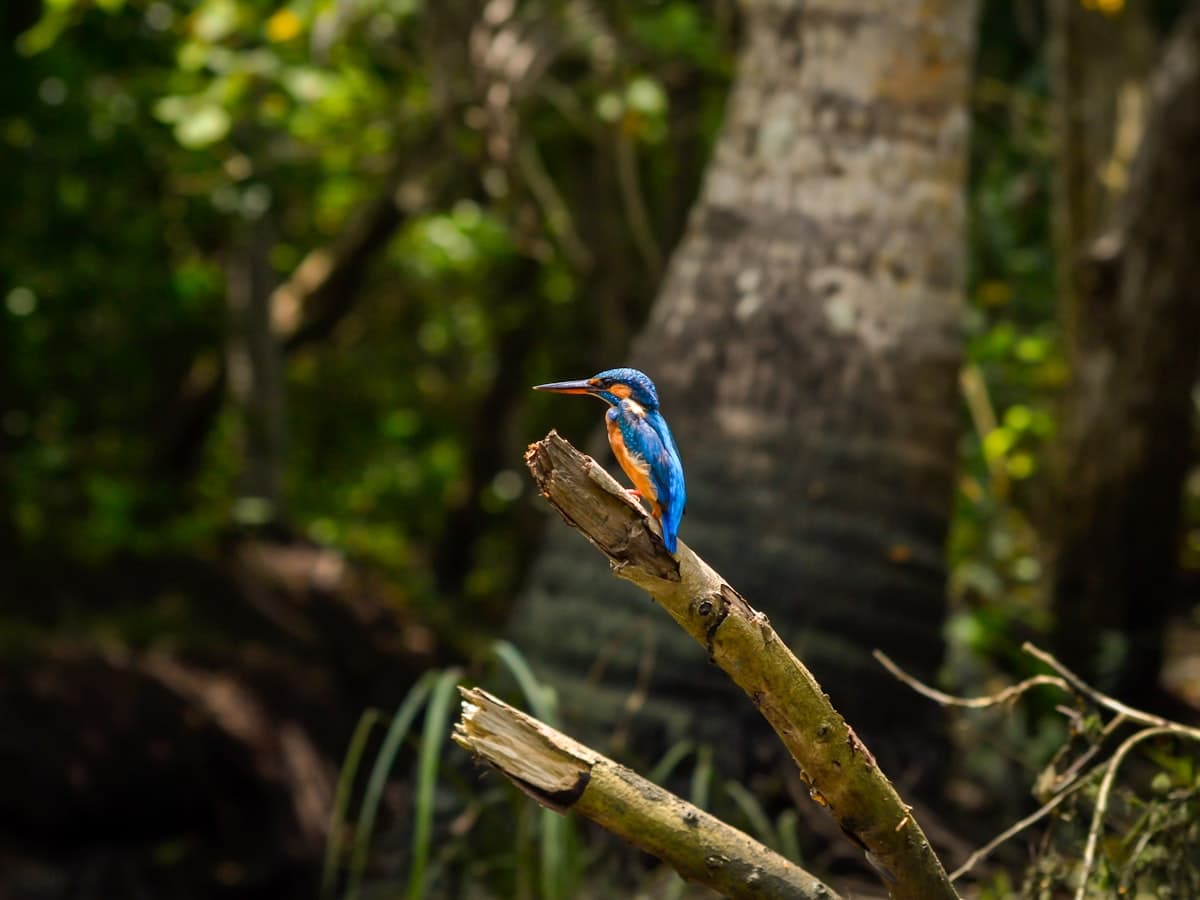 A bird perched among the branches of a lakeside tree