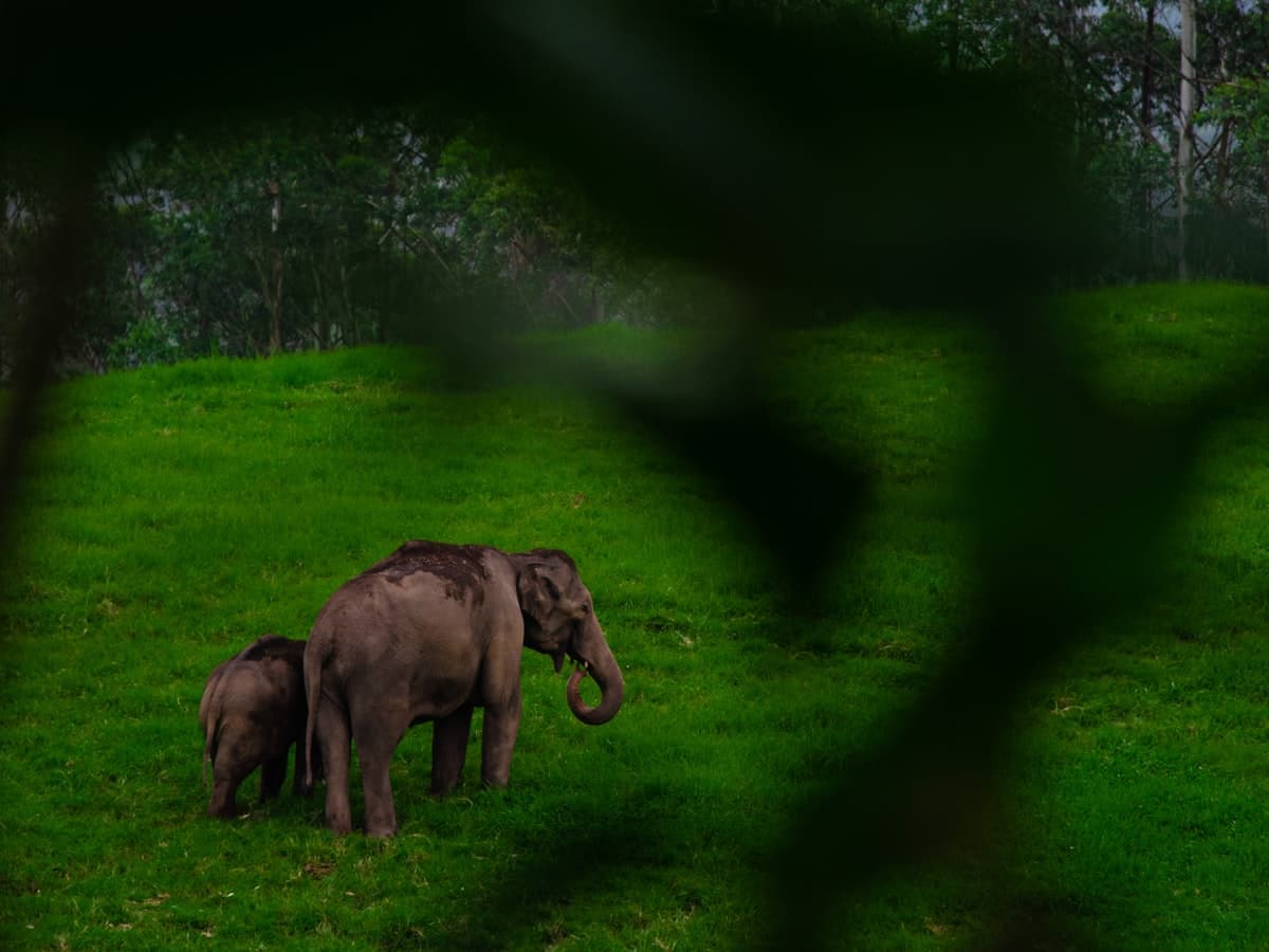 Wild elephants grazing in a grassland clearing at the forest edge