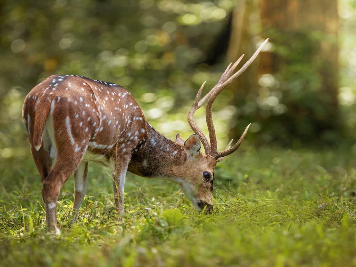 A spotted deer grazing at the edge of the forest