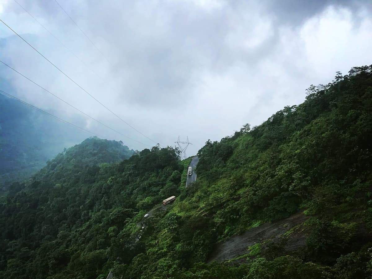 Tall forest trees on a hillside in the Wayanad wildlife sanctuary