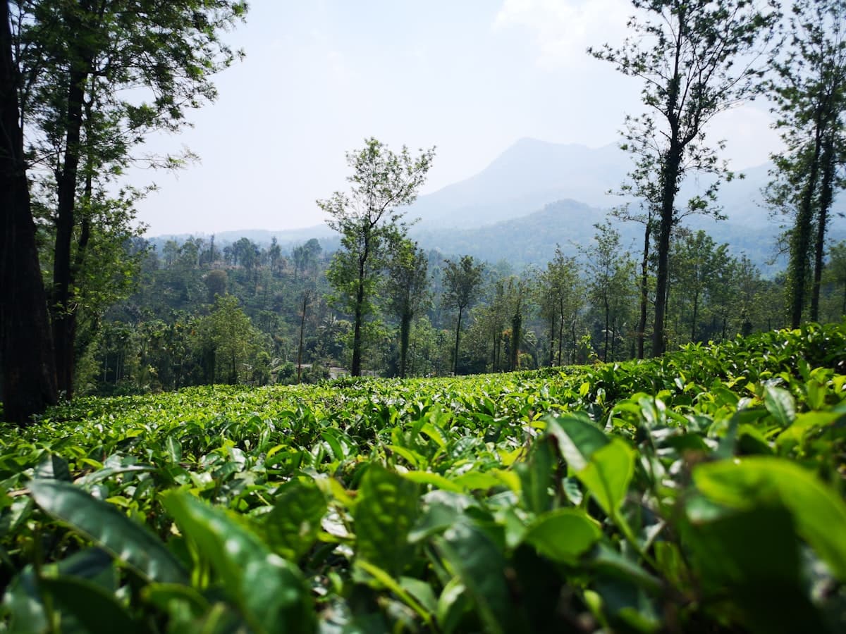 Open grassland below a green peak in the Wayanad hills