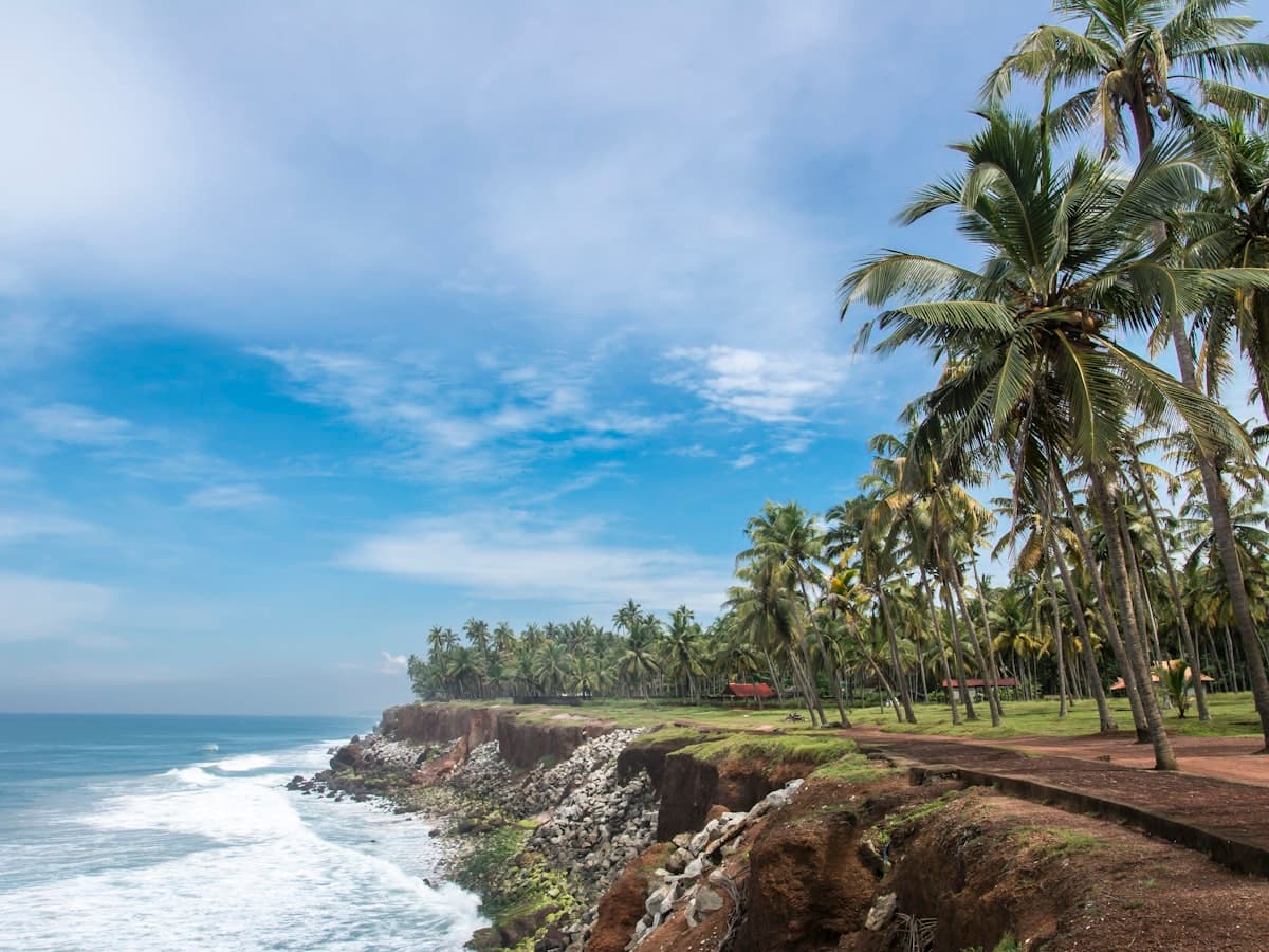 Palm trees along the shoreline below the cliff at Varkala