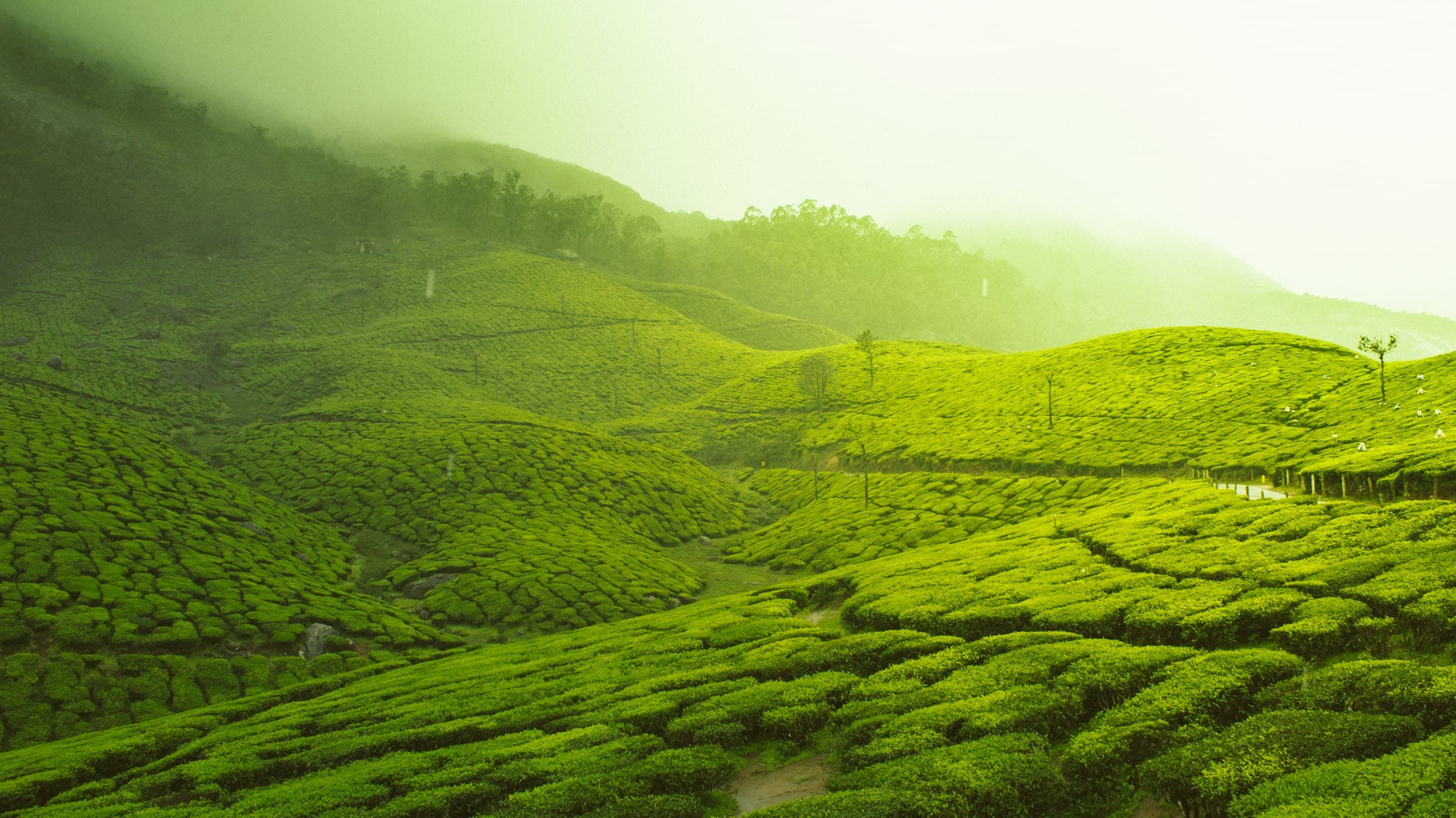 Misty green tea gardens on rolling hills in Kerala's high ranges