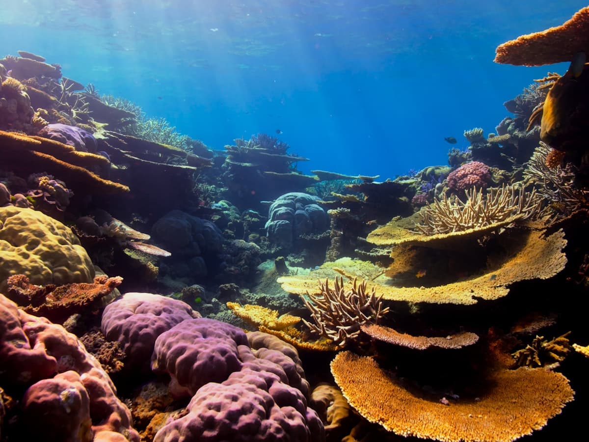 Corals and sponges on a shallow reef seen through clear water