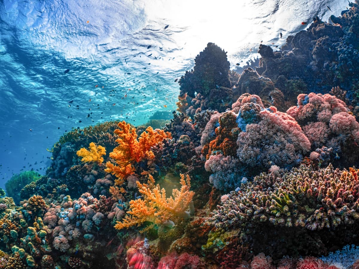 A colourful shallow coral reef seen through clear water