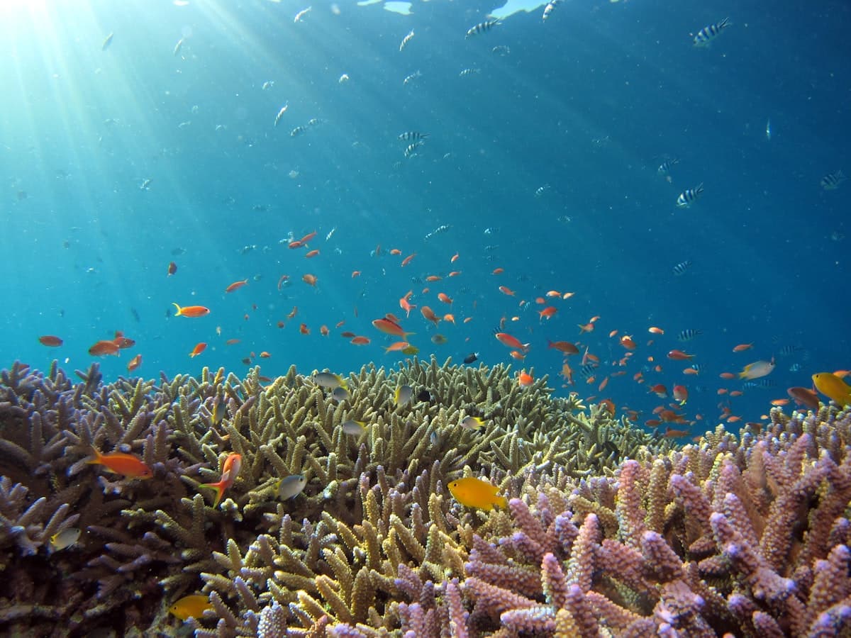A large school of fish moving over a reef in clear blue water