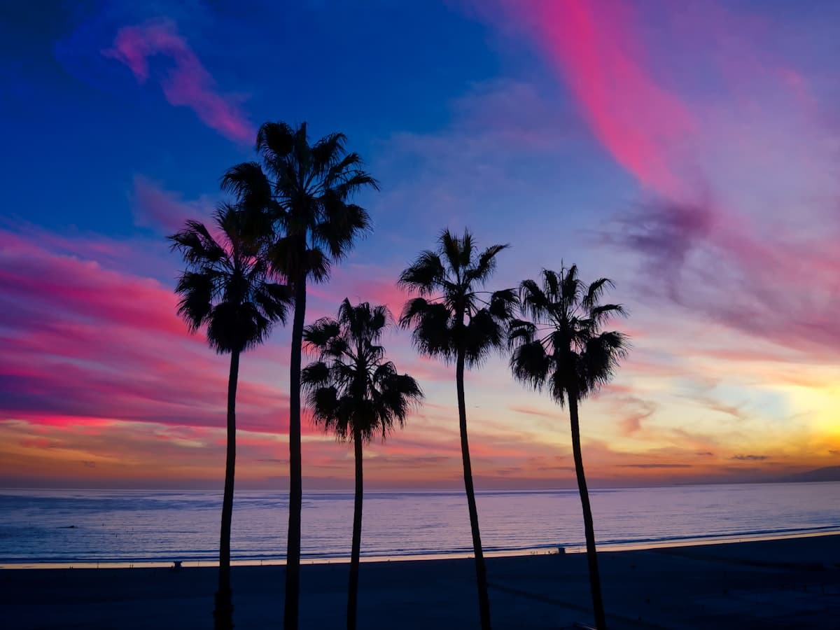 A lone palm leaning over the sand as the sun sets over the sea