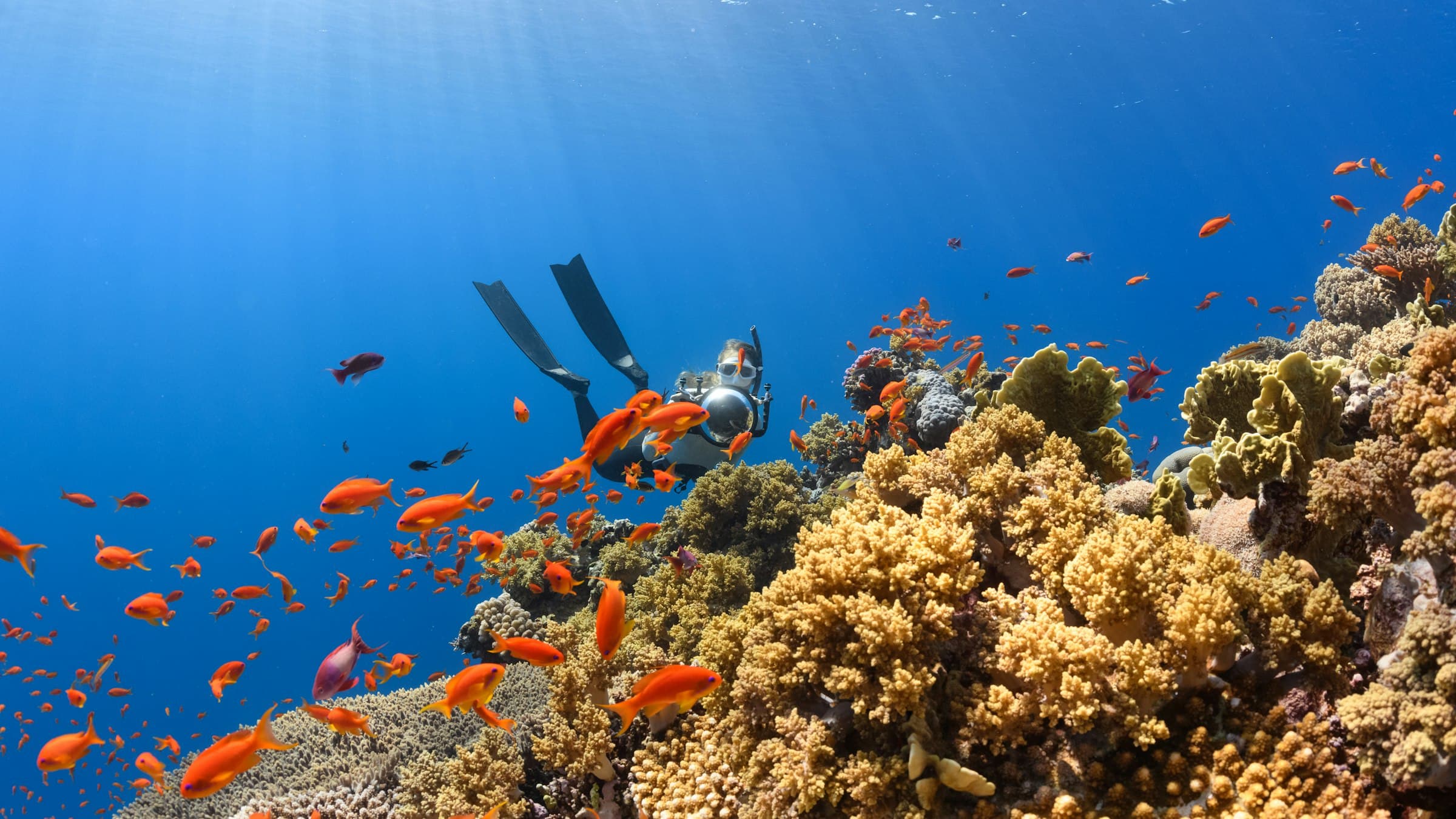 A scuba diver swimming over a colourful coral reef