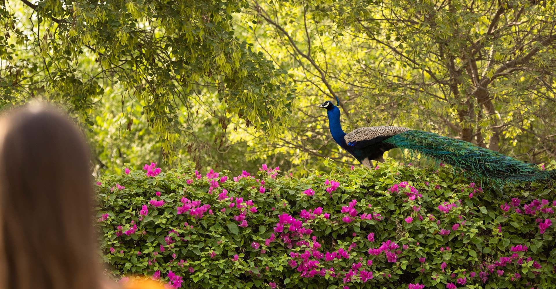 The lawns and gardens at Trident Agra