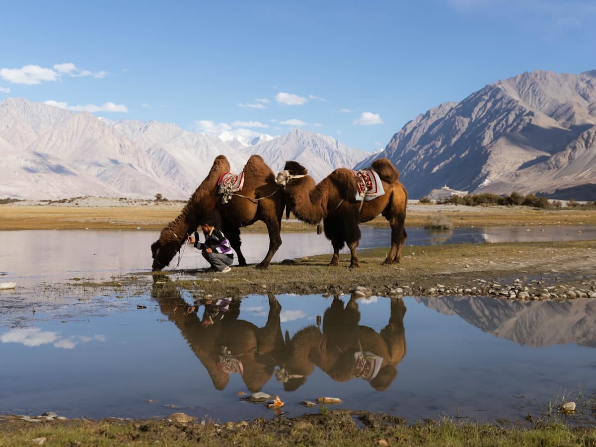 Double-humped Bactrian camels pausing to drink at the Hunder sand dunes, the cold-desert stretch of pale sand between Hunder and Diskit in Nubra Valley.