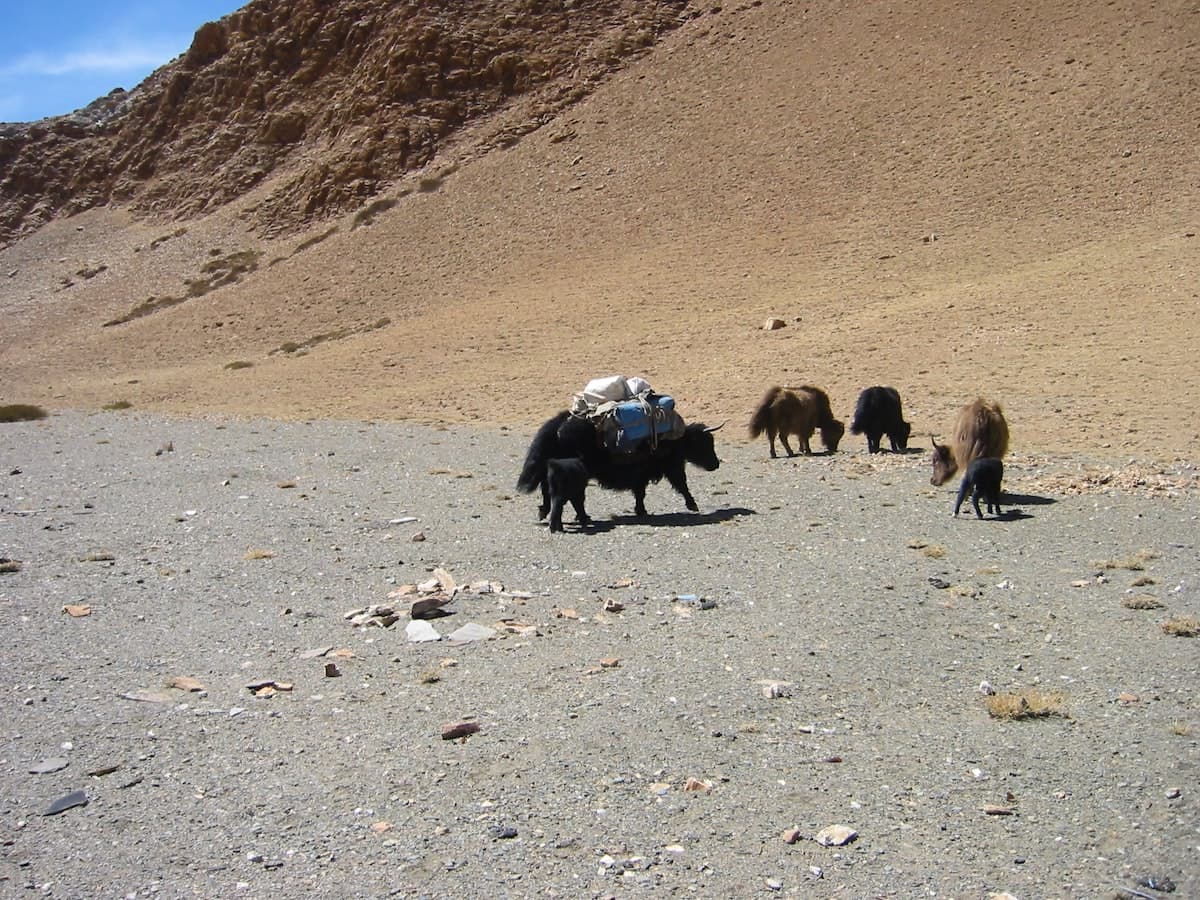 A yak herd grazing the high, treeless Changthang plateau near Tanglang La, Ladakh