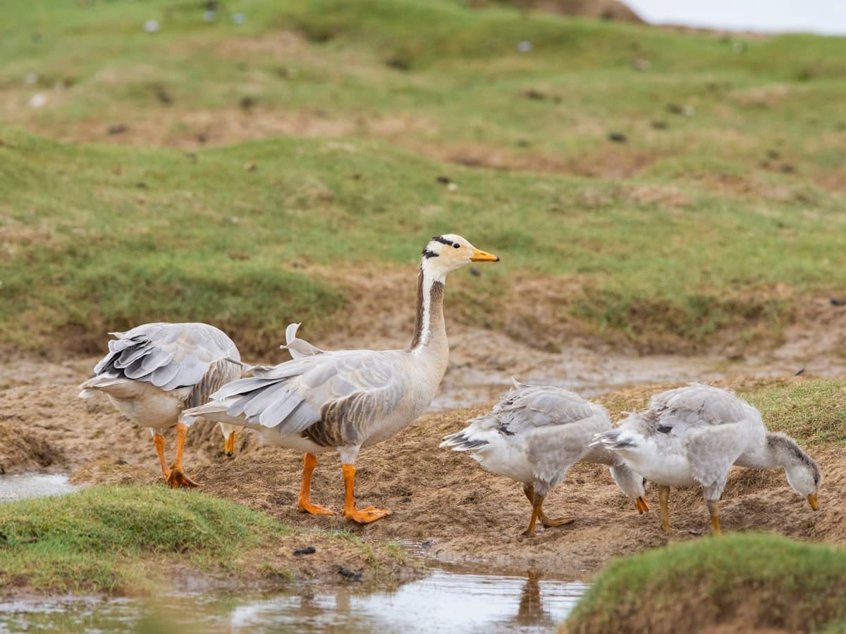 Bar-headed geese gather at the edge of a high-altitude lake, the same Trans-Himalayan species that breeds on the shores of Tso Moriri.