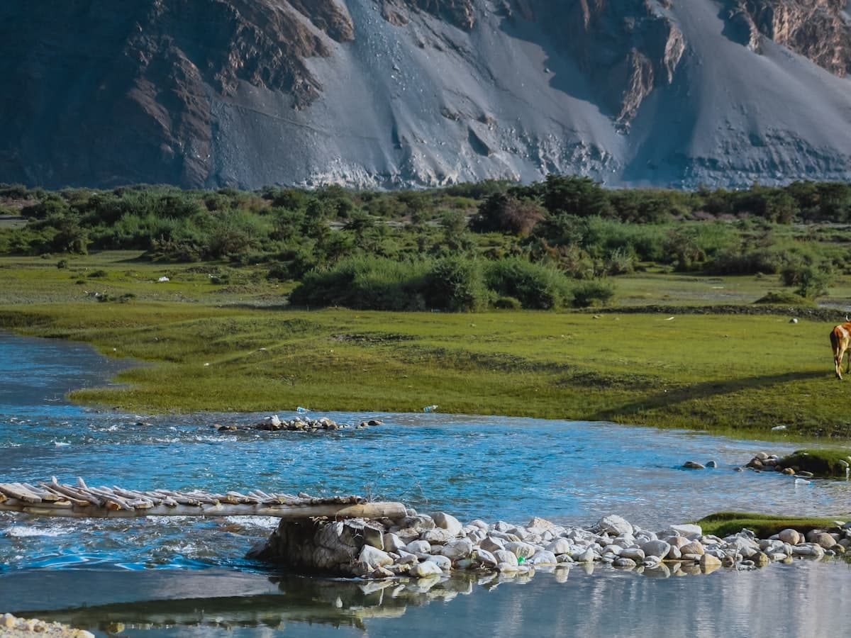 A lone horse grazes a startling green sweep of high-plateau pasture ringed by the bare hills of Changthang.
