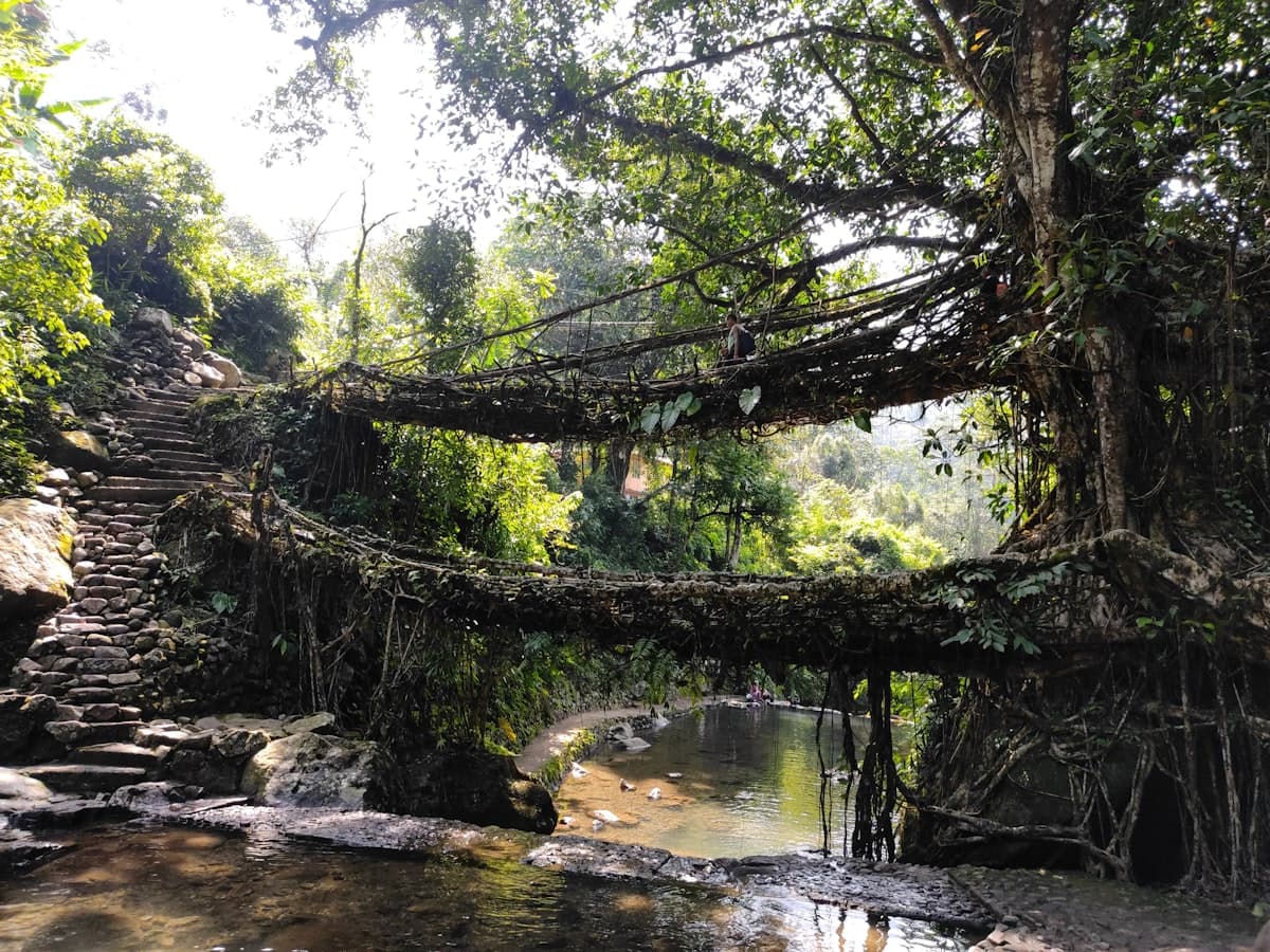 The two stacked woven-root spans of the double-decker living root bridge over a stream at Nongriat, Meghalaya.