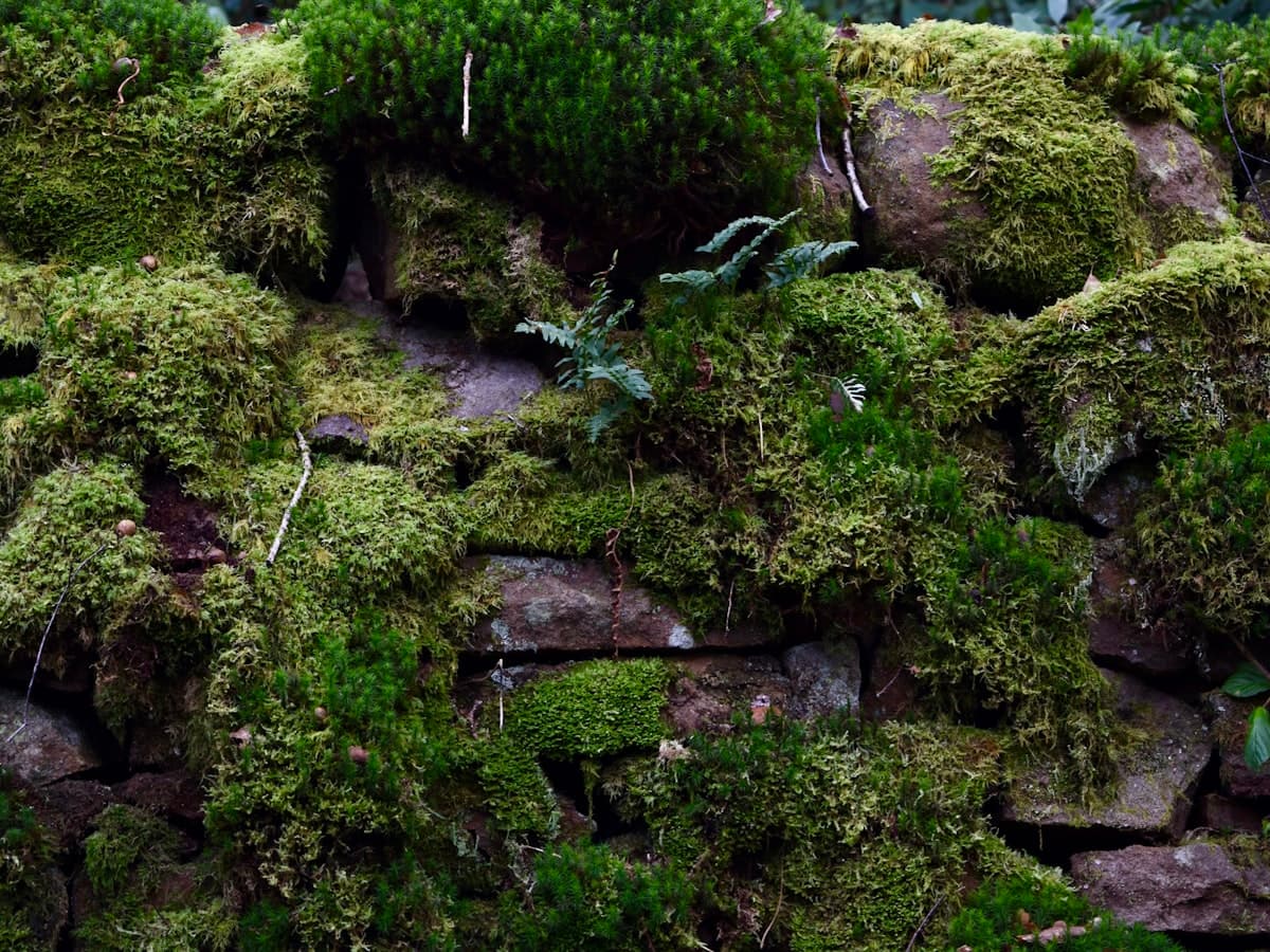 Moss-covered stones and boulders scattered across a damp green forest floor.