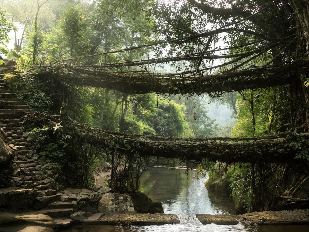 A single moss-covered span of woven fig roots forming a living root bridge over a forest stream in Meghalaya.