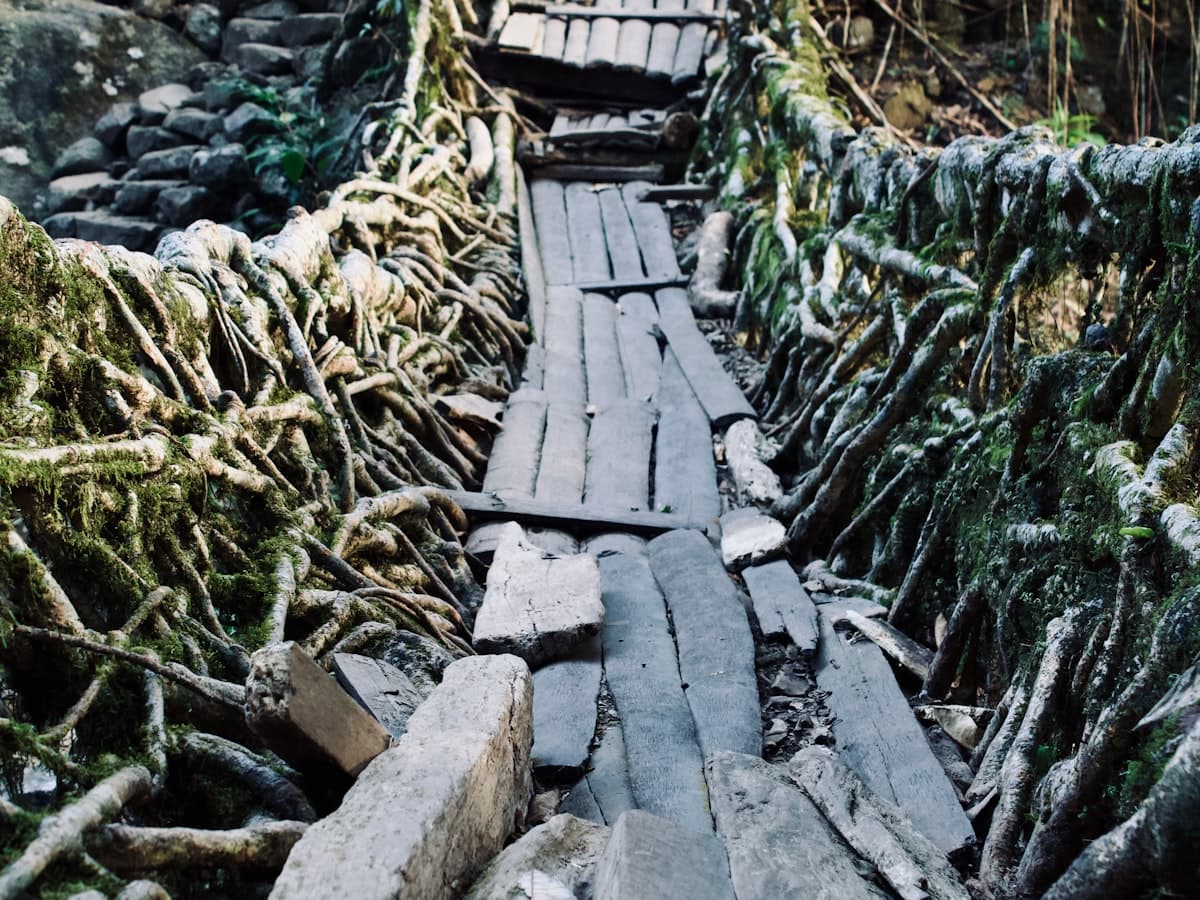 A narrow forest trail winding down through dense jungle on the trek to Nongriat, Meghalaya.