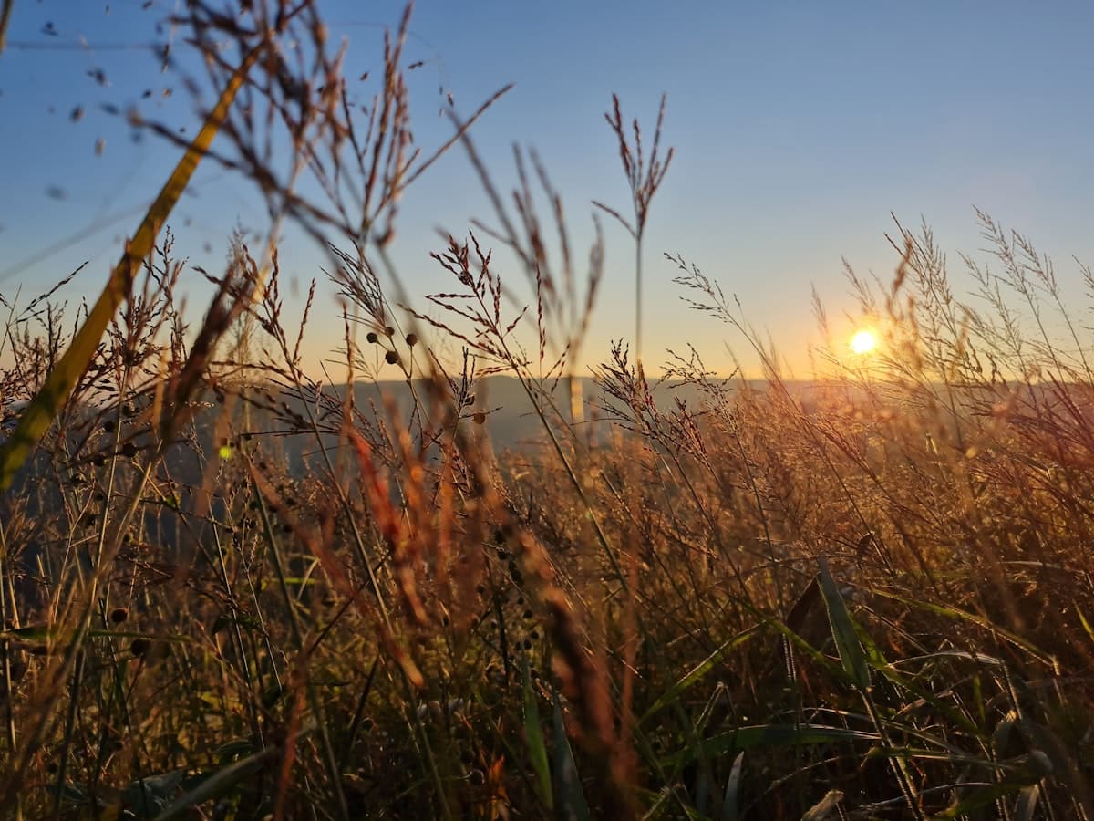Open golden grassland rolling across the Khasi Hills near Laitlum, Meghalaya, at low light.