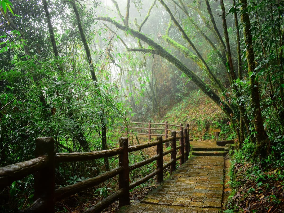 A wooden path curving down through dense green jungle in the hills of Meghalaya.