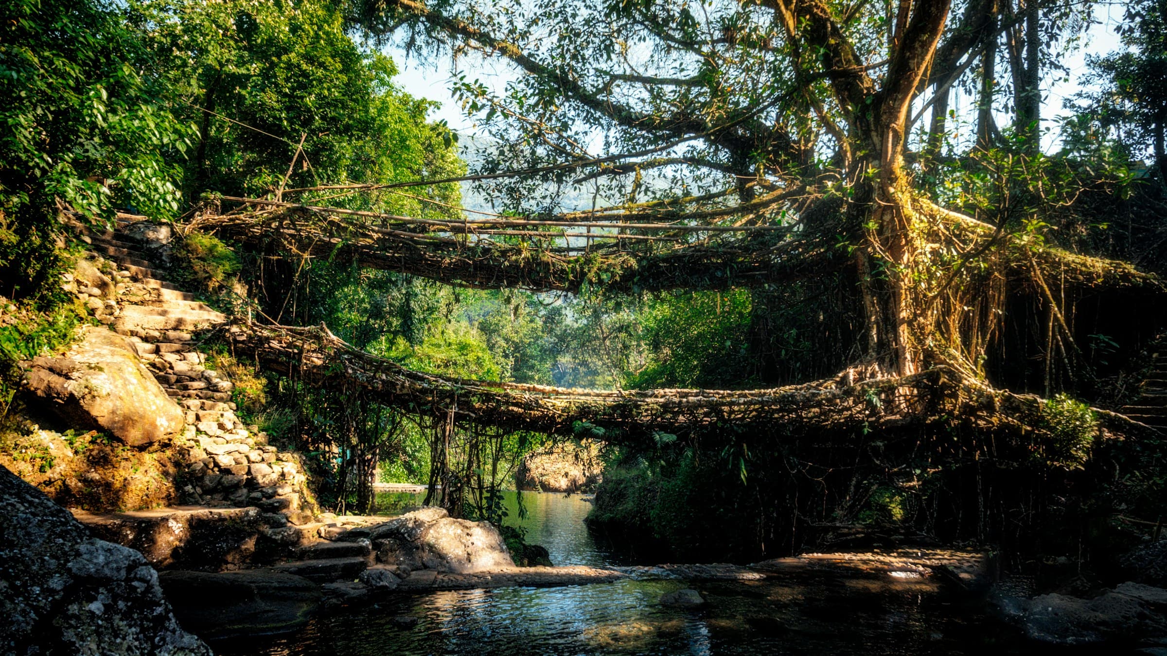 Living bridges of woven fig roots spanning a jungle river at Nongriat, Meghalaya.