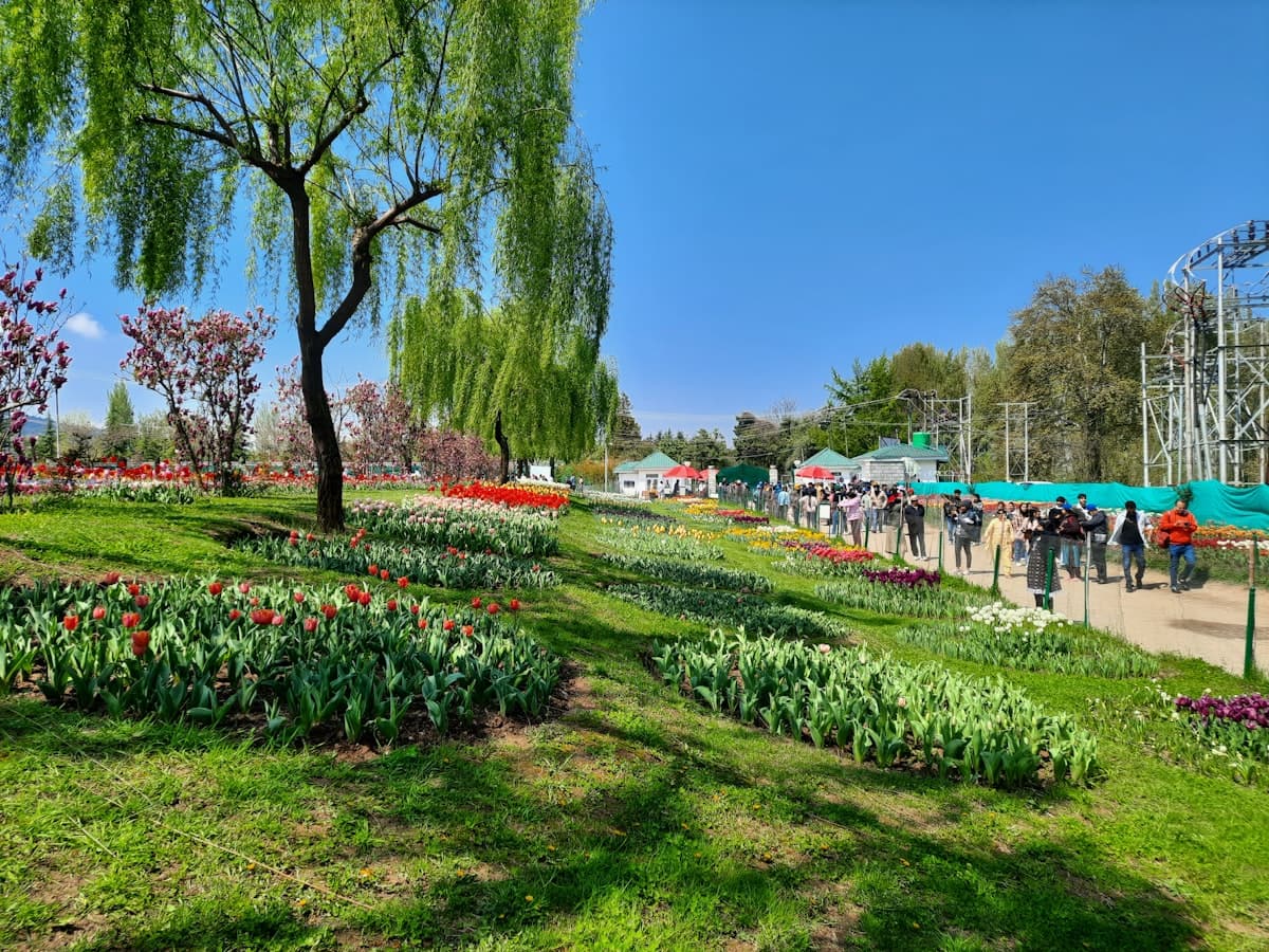 Visitors walk a path between blocks of tulips in bloom at the Srinagar tulip garden.