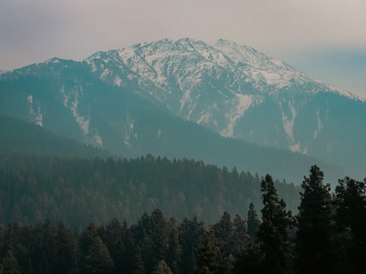A rolling green meadow backed by pine forest and mountains above Pahalgam.