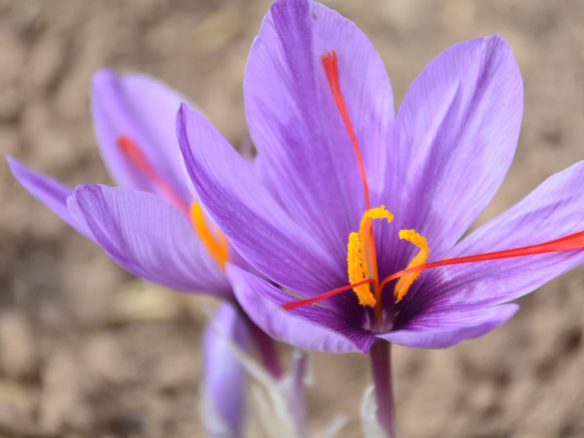 Two purple saffron crocus flowers show their red stigmas in a field.