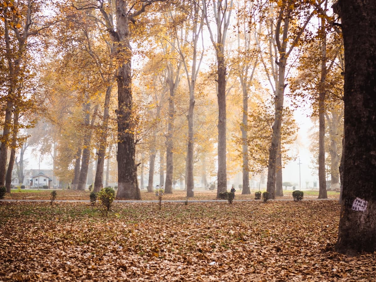 People walking through a Srinagar garden filled with autumn chinar trees.