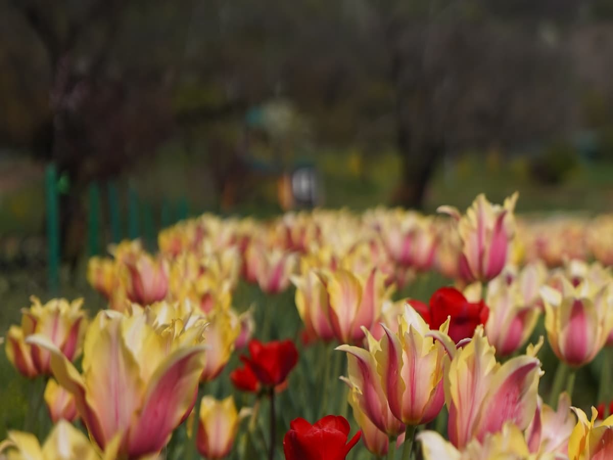 Rows of red and yellow tulips in bloom with mountains behind at the Srinagar tulip garden.