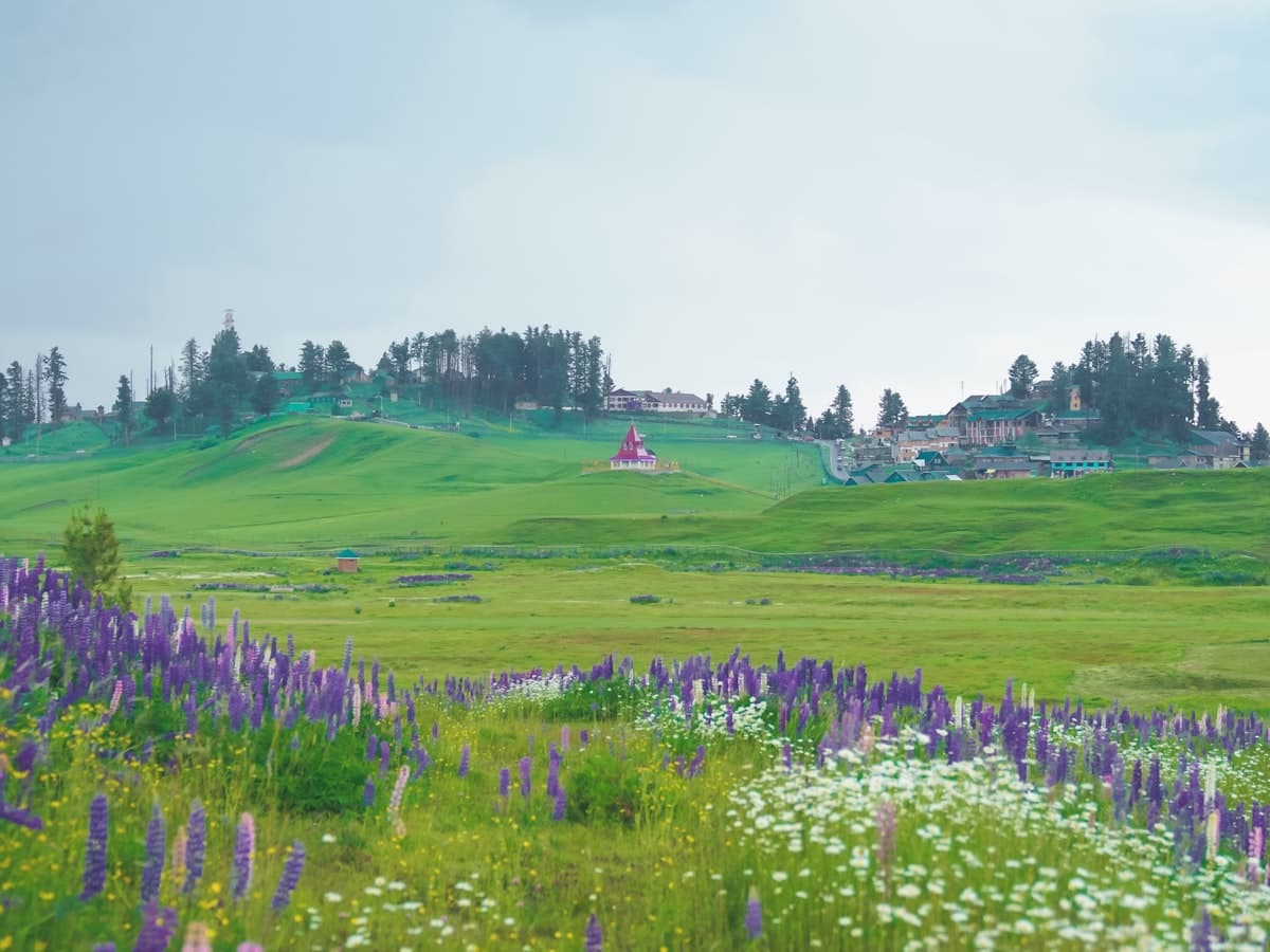 A wildflower meadow with a house on a hill and mountains at Gulmarg.