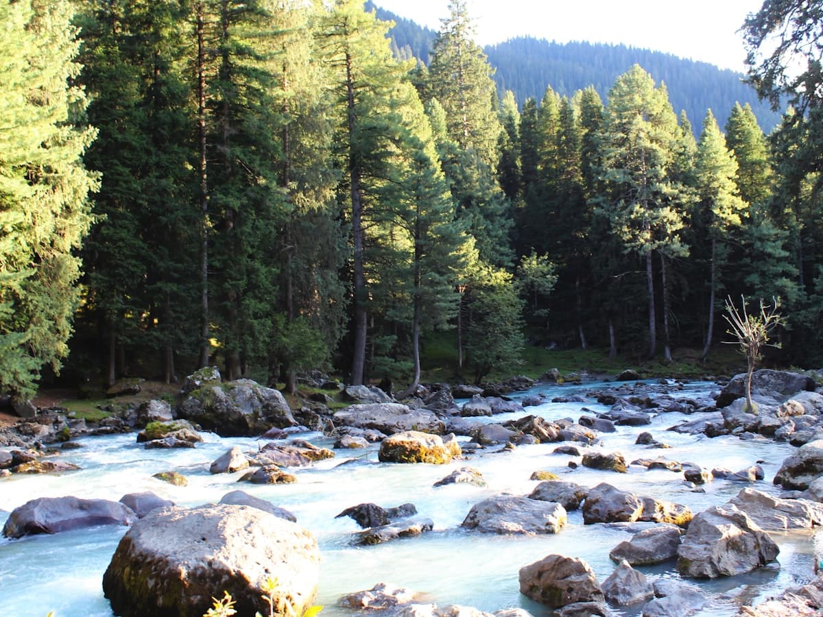 The Lidder river flowing over rocks through a wooded valley below Pahalgam.