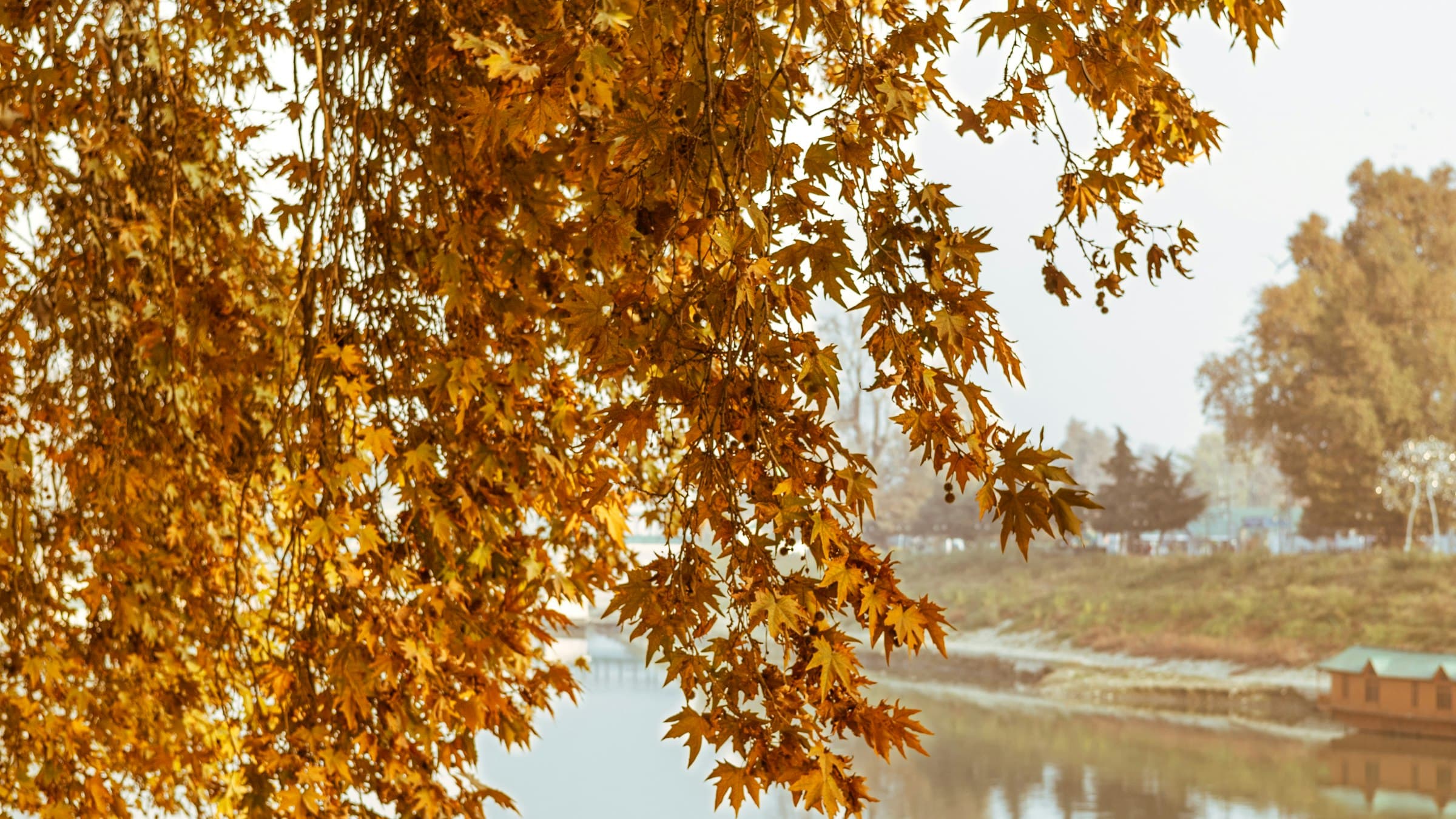 A Kashmir lake ringed by autumn-gold chinar trees.