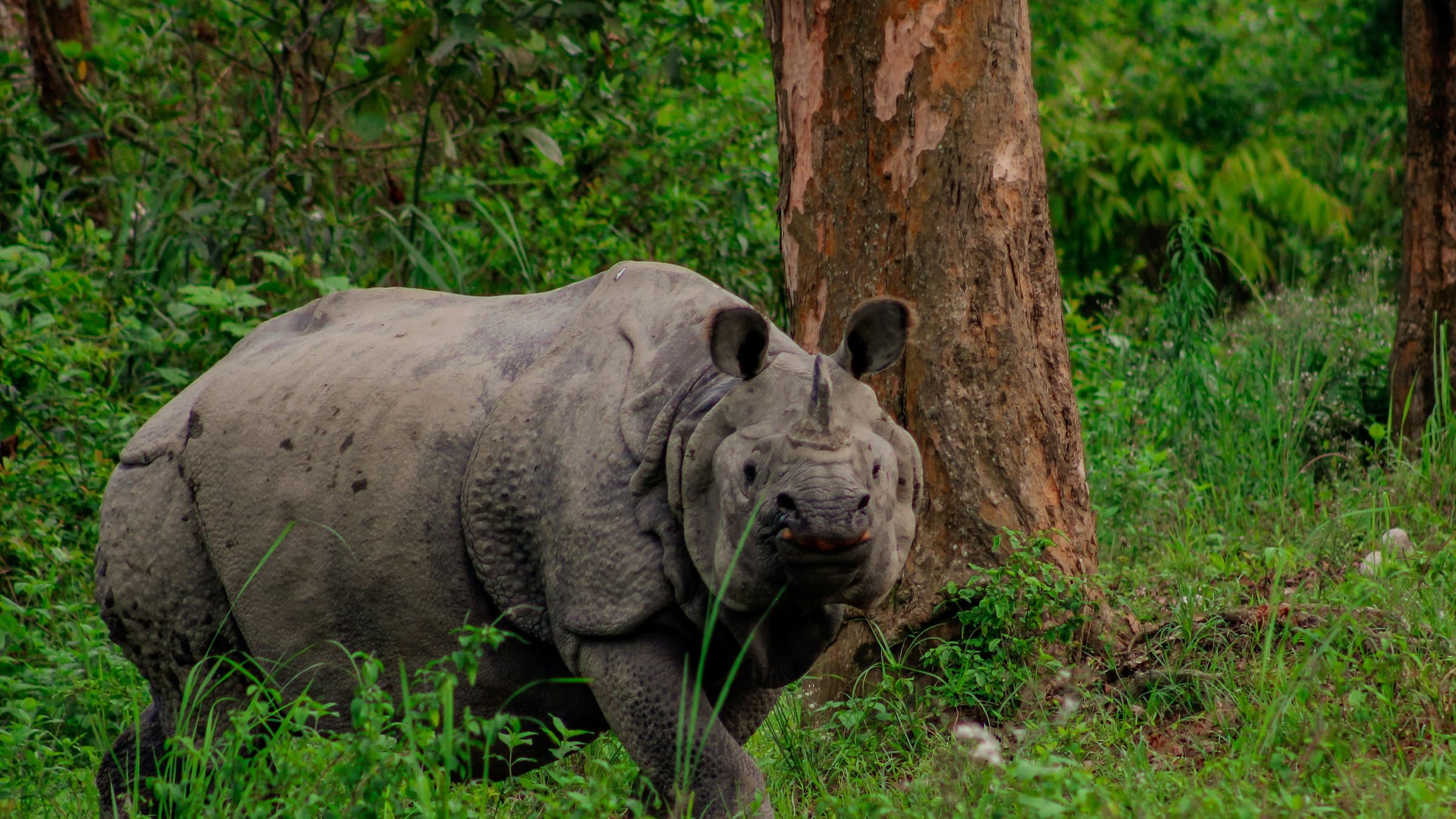 An Indian one-horned rhinoceros standing in the grassland beside a tree in Kaziranga National Park, Assam.