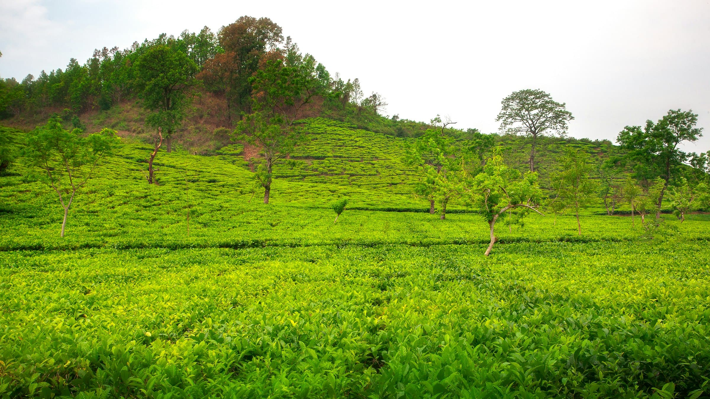 A lush green tea estate spread across rolling hillside in Assam, India's tea heartland.
