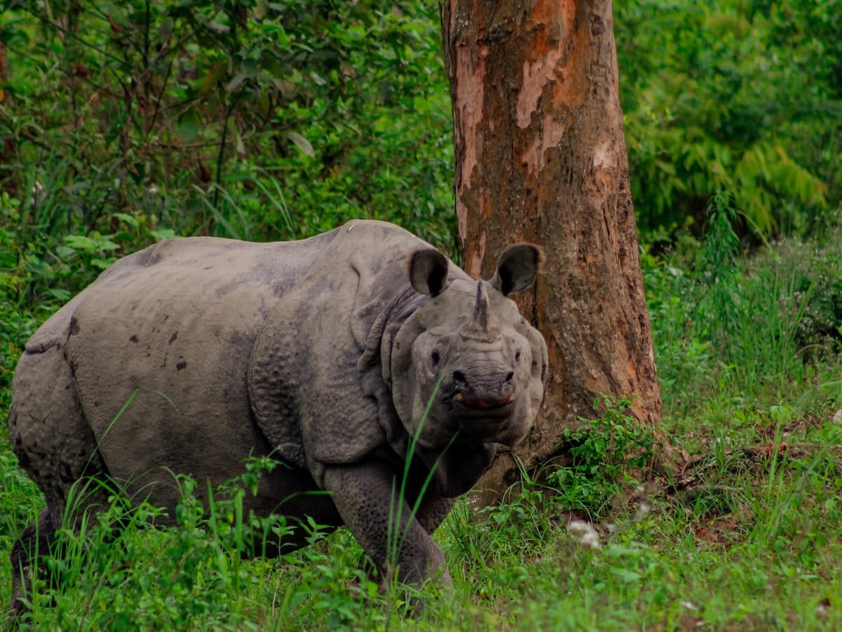 A wild greater one-horned rhinoceros stands in grassland beside a tree in Kaziranga National Park, Assam.