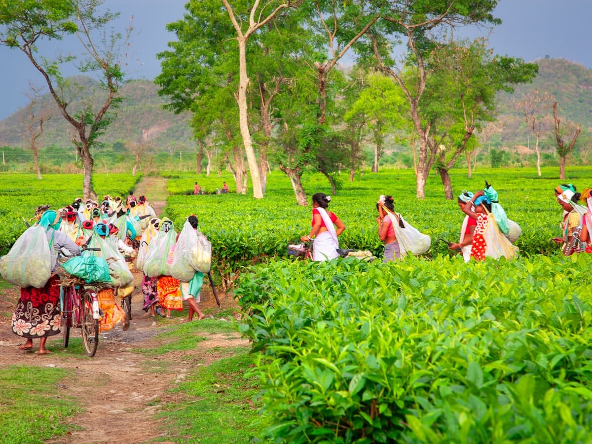 Workers carry baskets along a path through a lush green tea plantation.